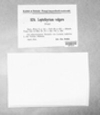 Leptothyrium vulgare image